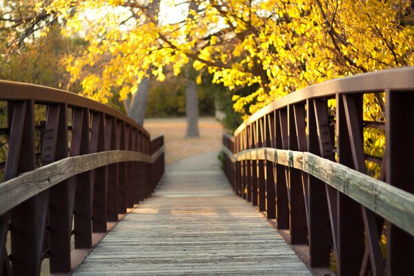 Puente y árboles de otoño con reflejos amarillos