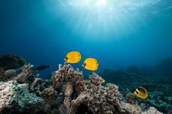 Pink and coral reef of the Red Sea