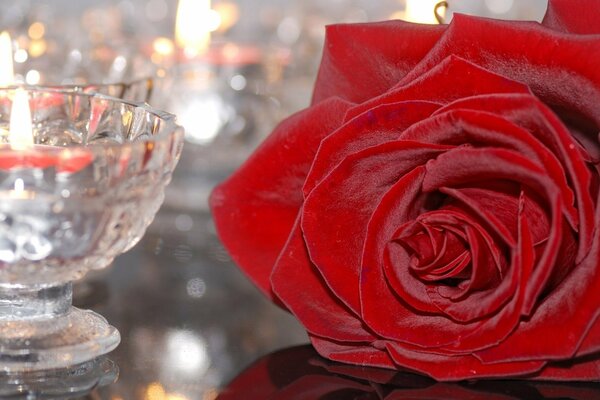 A burgundy rose. Glass Candle Holder