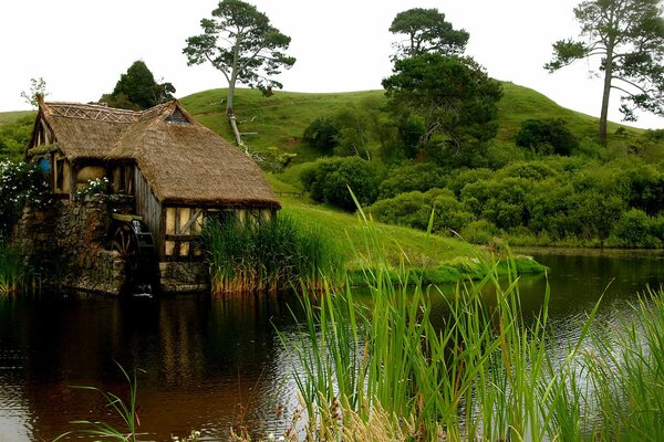Casa tranquila en la orilla del estanque, ahogada en un mar de vegetación