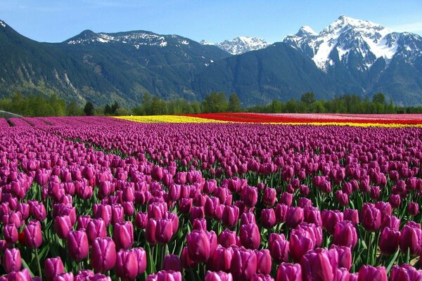 Feld der lila Tulpen auf dem Hintergrund der Berge