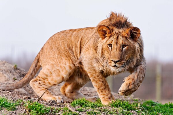 Un jeune Lion prédateur se prépare à une attaque