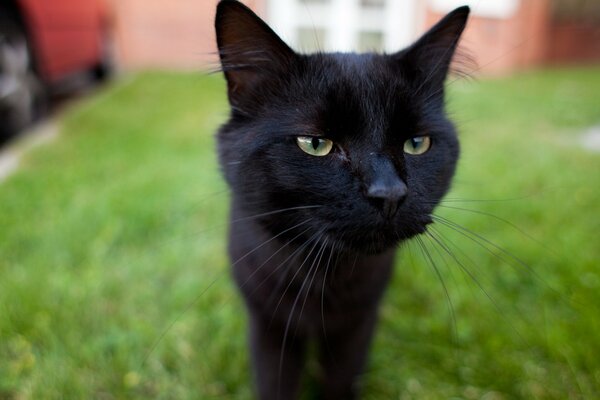 Cara negra de un curioso gato