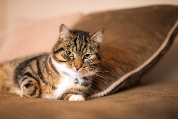 Lo sguardo a sangue freddo di un predatore domestico