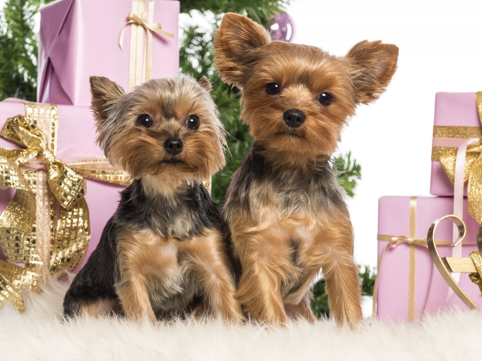 schönheit yorkshire terrier hunde neujahr kisten