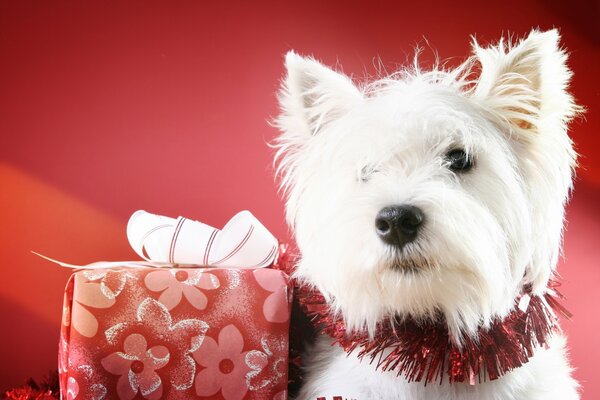 Netter Hund mit Geschenk auf rotem Hintergrund