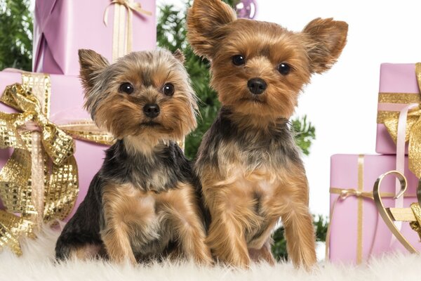 Zwei süße Yorkshire Terrier unter den Weihnachtsgeschenken