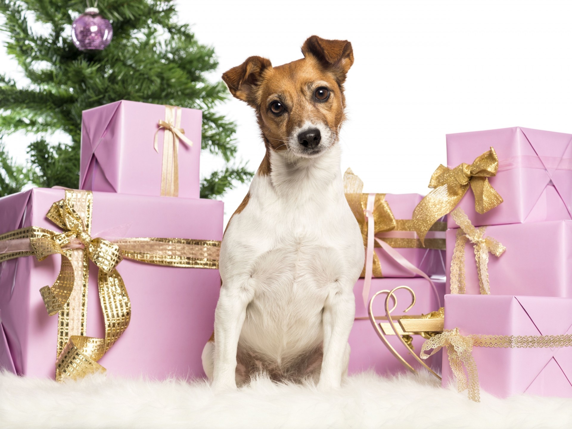 dog beauty jack russell terrier new year boxe