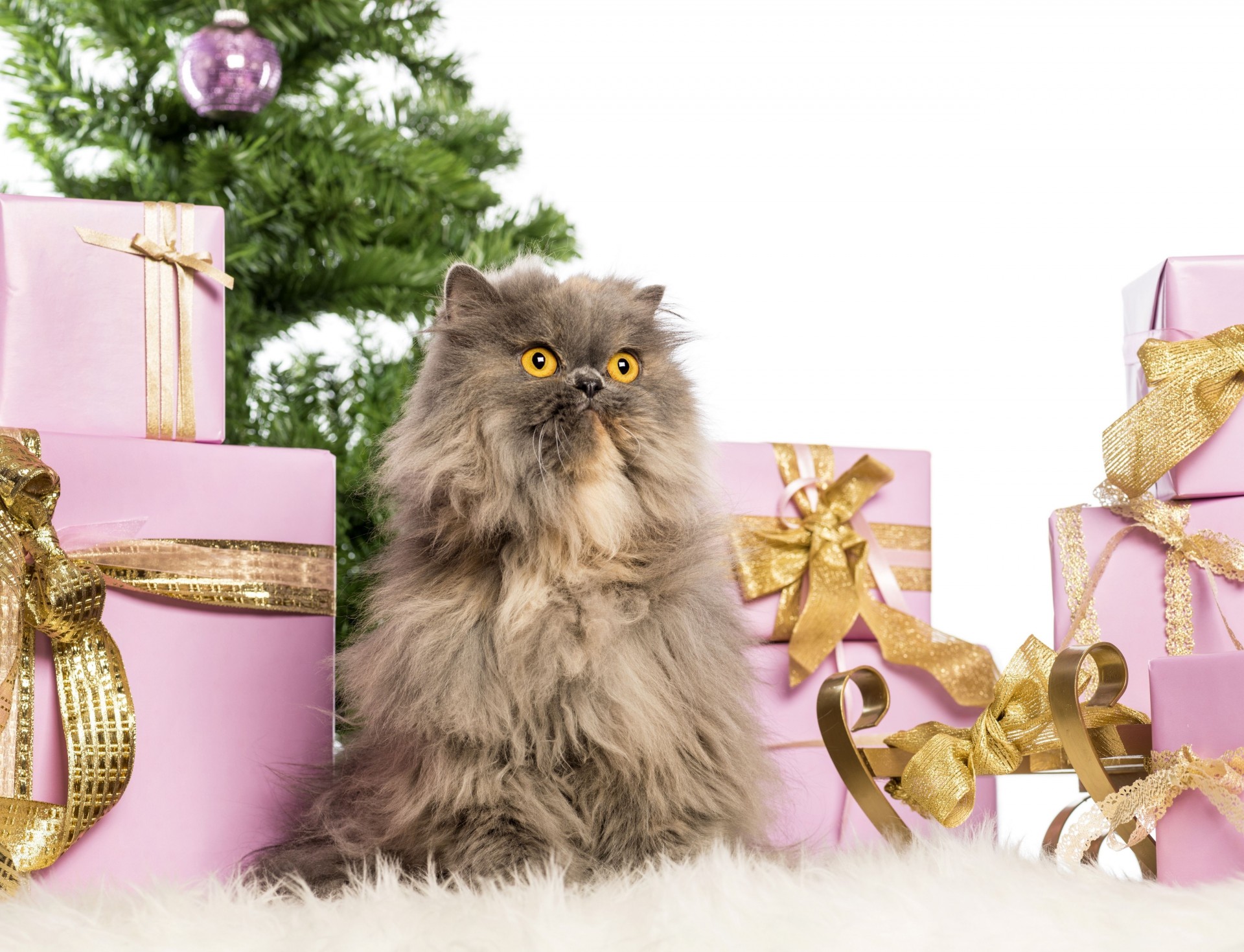 beauty new year cat persian note boxe