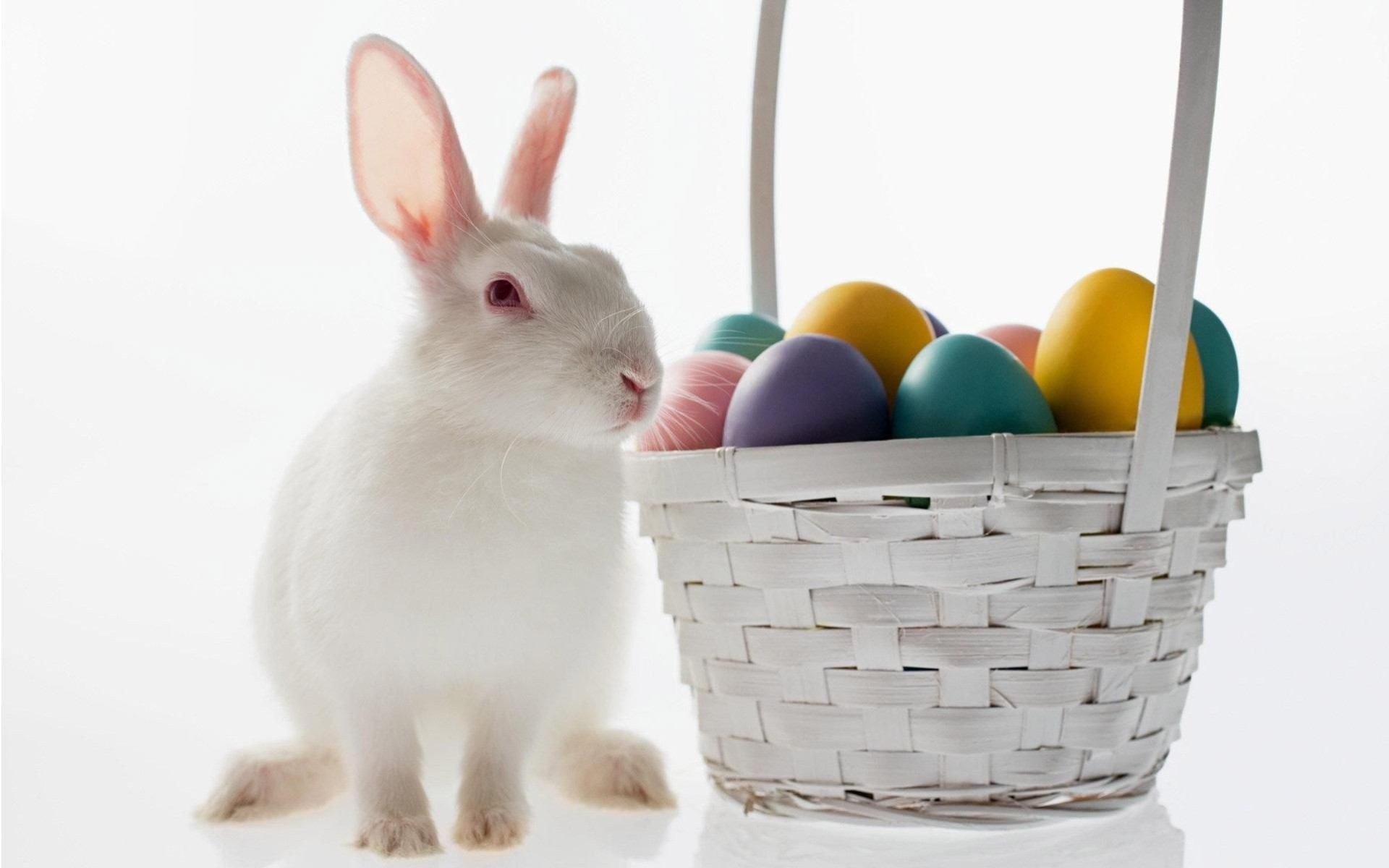 pascua huevos de pascua compras liebre tintes