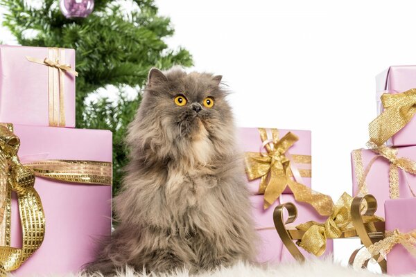 Persian grey cat at the Christmas tree