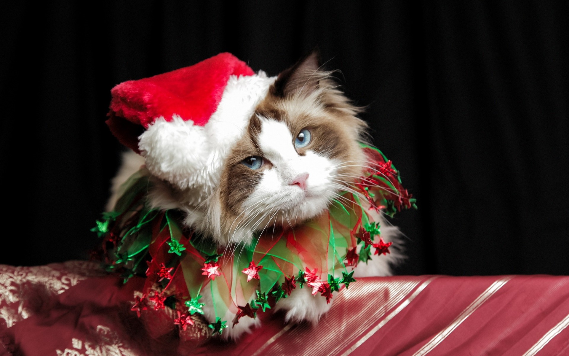 lindo gato navidad traje