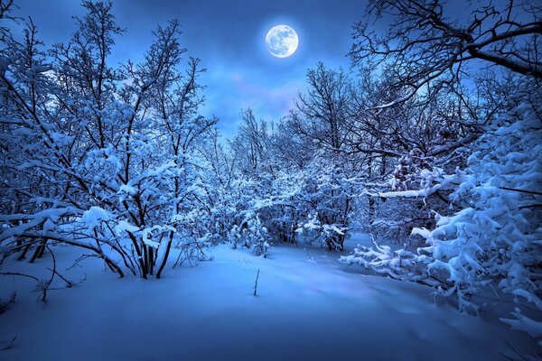 Forêt d hiver dans la nuit des arbres dans la neige