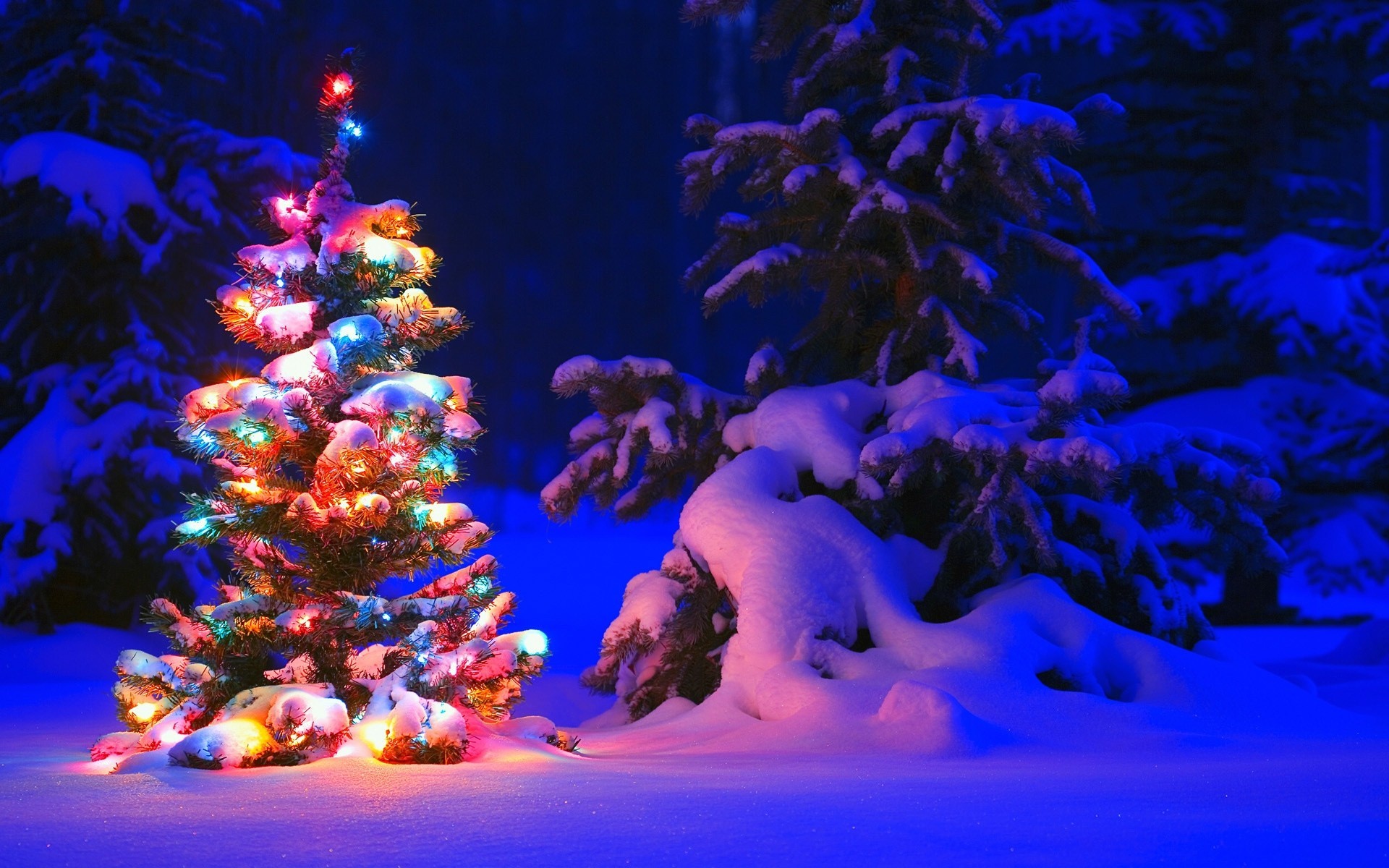 schnee baum wald lichter winter