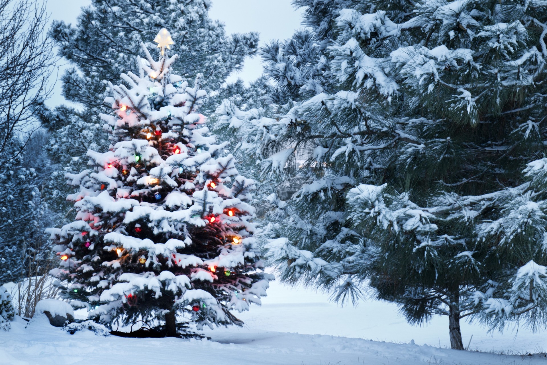 árbol de navidad año nuevo parque nieve decoración invierno