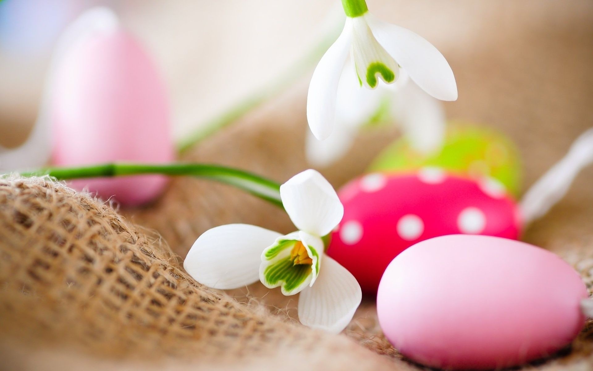 pascua campanillas de nieve huevos de pascua pinturas flores