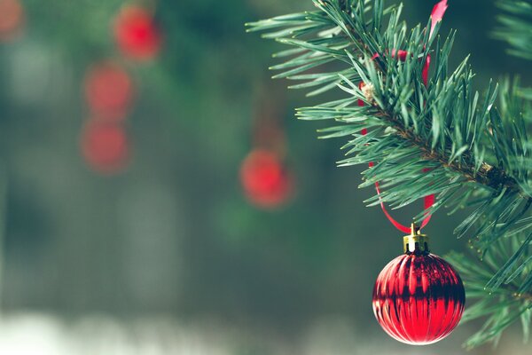 A bright red ball is hanging on a branch of the Christmas tree