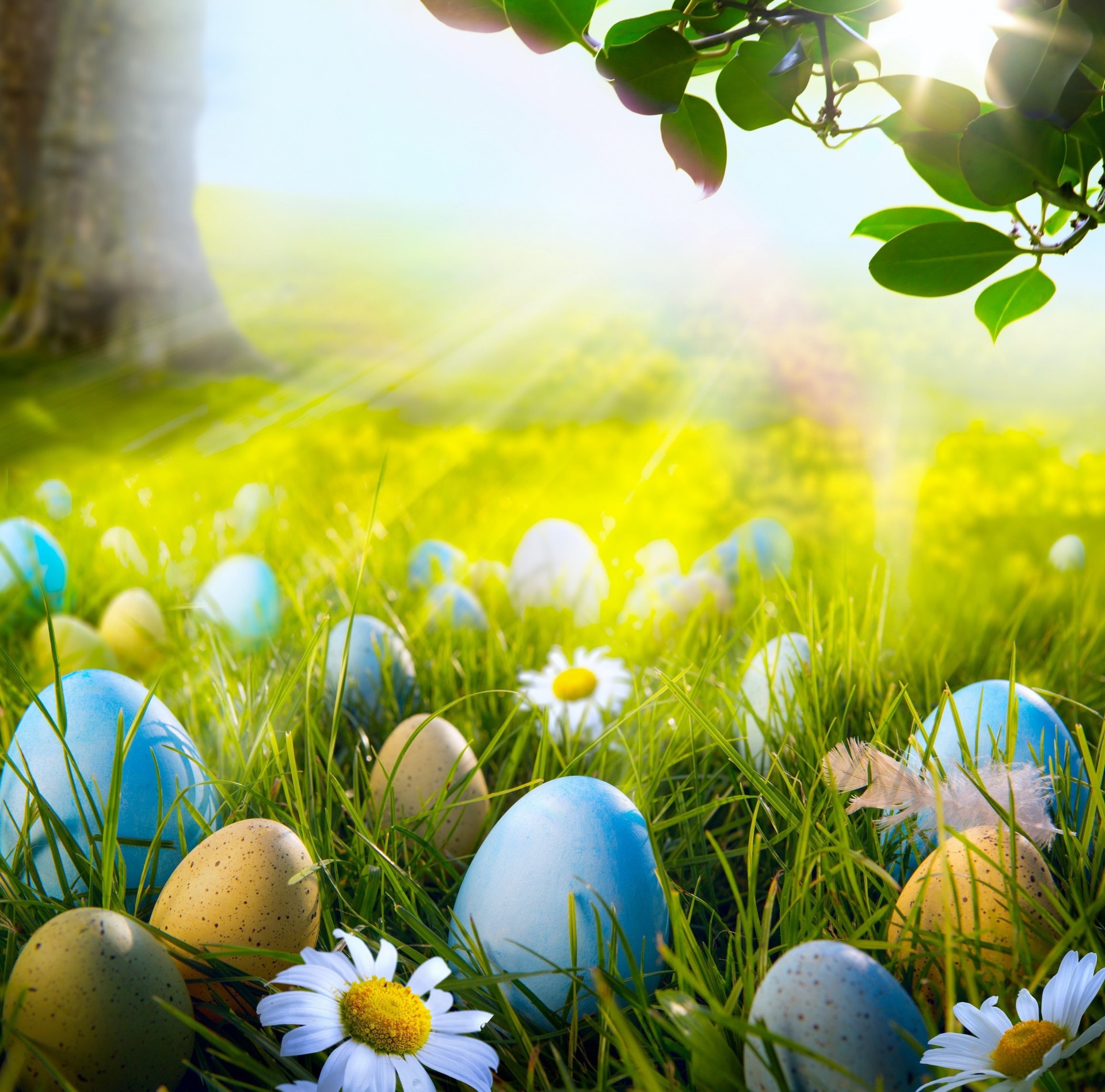 meadow holiday branch photoshop easter eggs tree light nature sheet