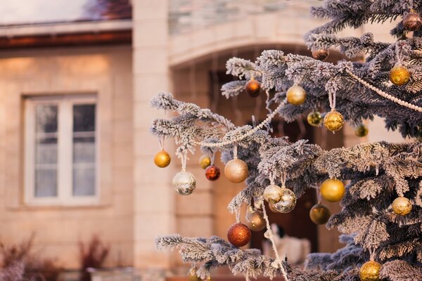 Winter branches with snow-covered Christmas trees