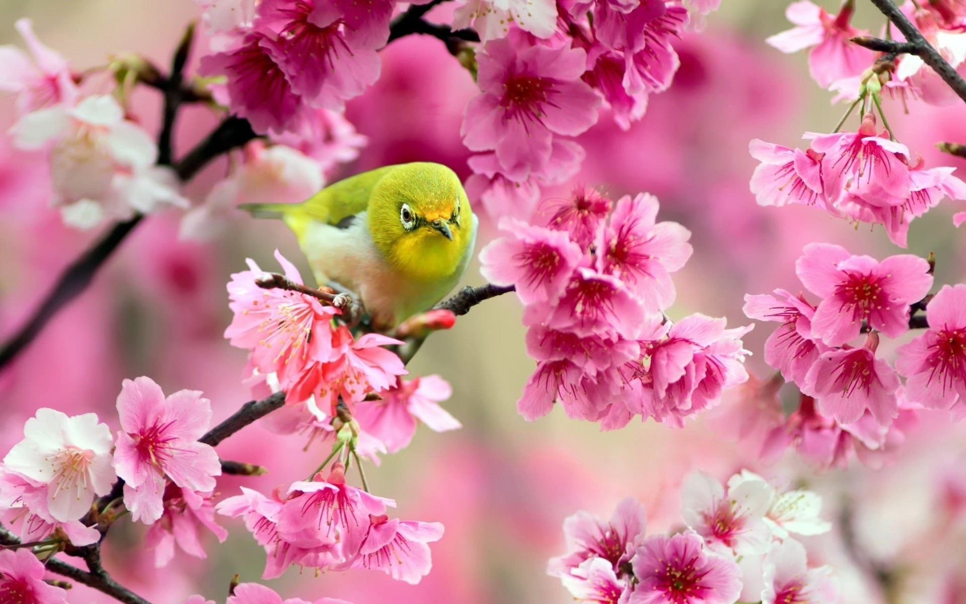 tree birds spring flower