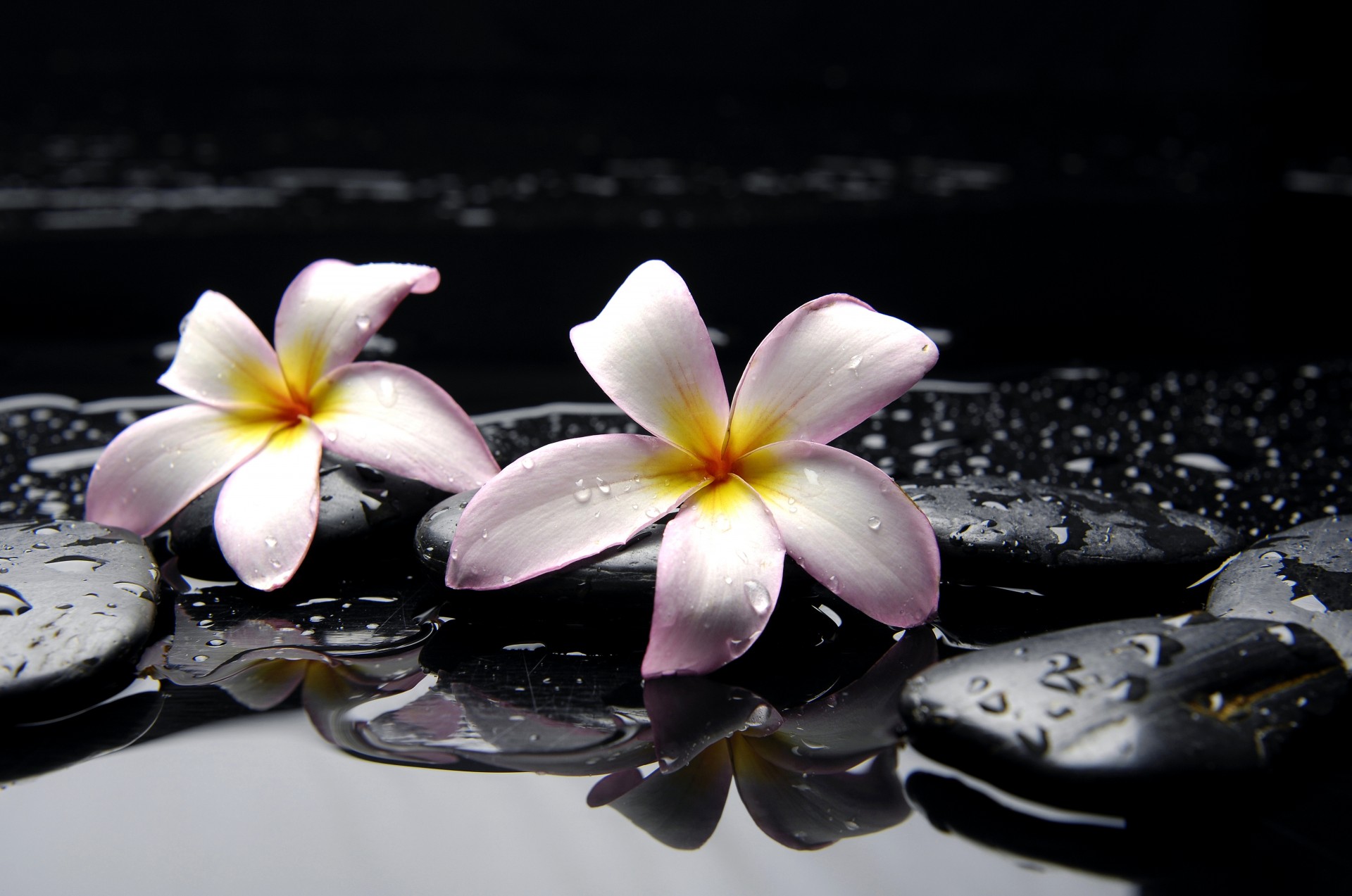 steine fällt schwarz gelb blumen wasser rosa erste liebe