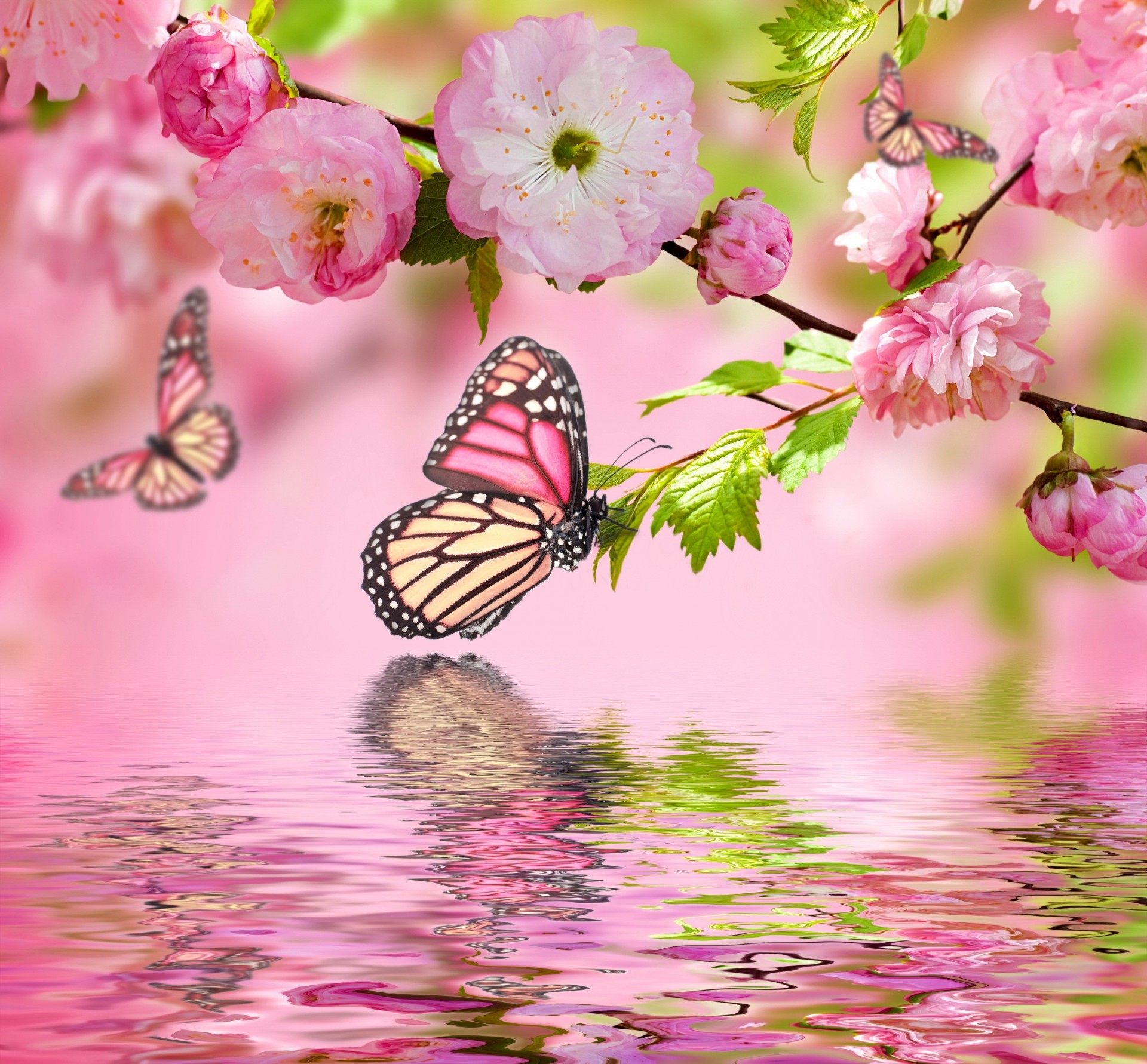 butterfly flower water branches photoshop sakura pink background spring