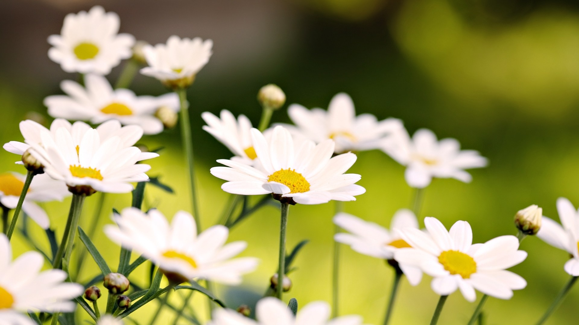 chamomile flower the field