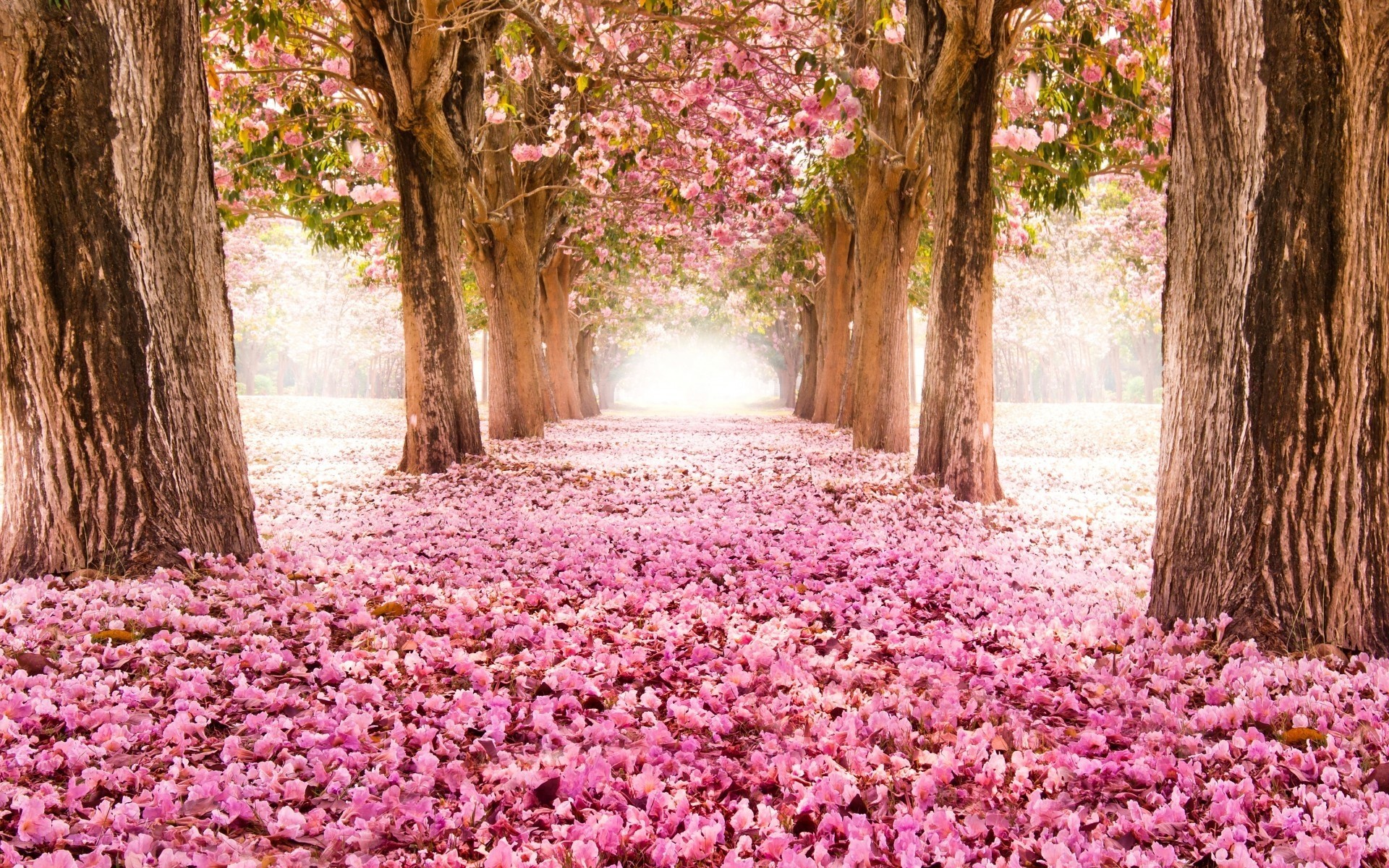 bäume allee frühling blumen