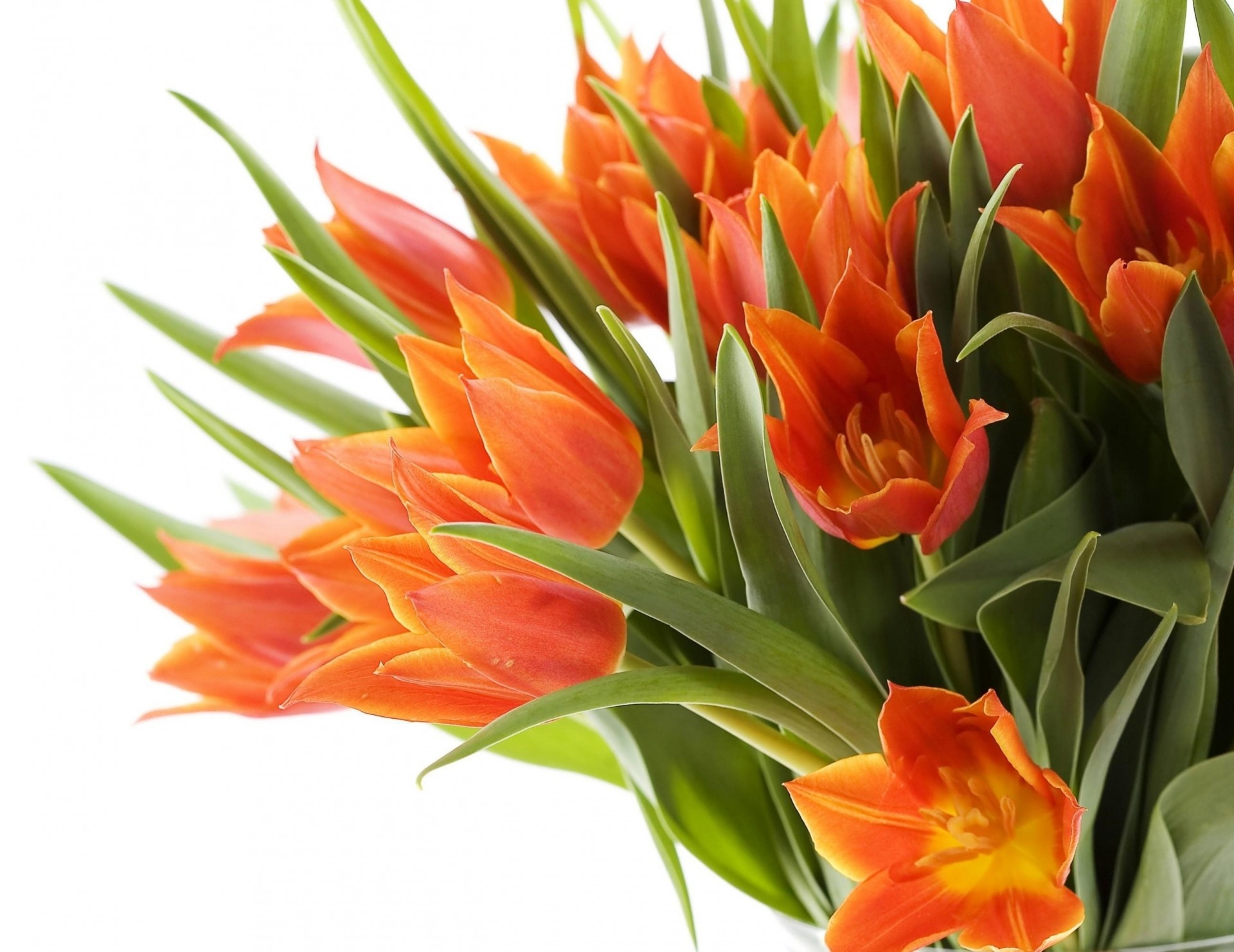 white background bouquet tulips close up spring