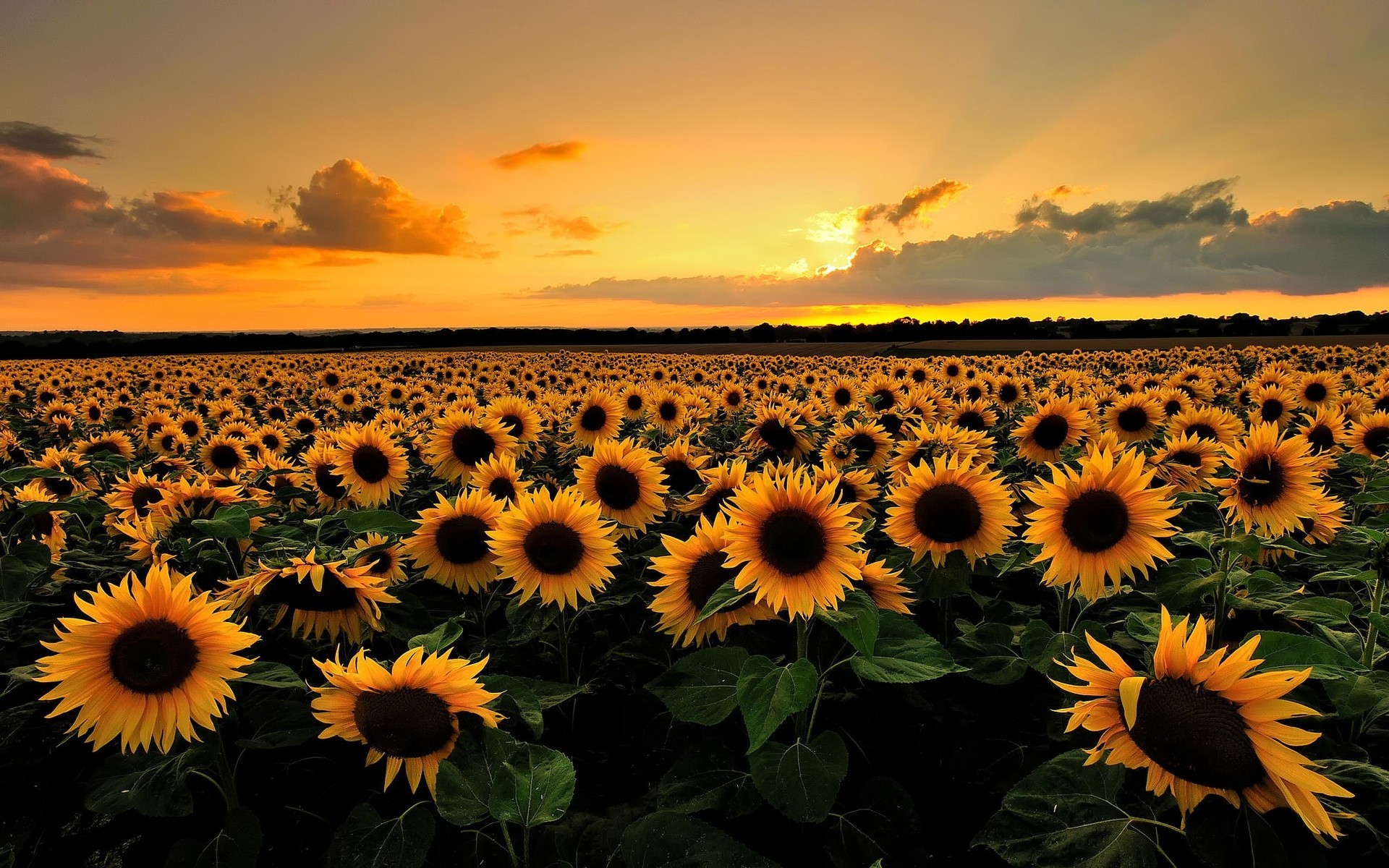 clouds sun sunset nature light summer sky the field sunflower horizon