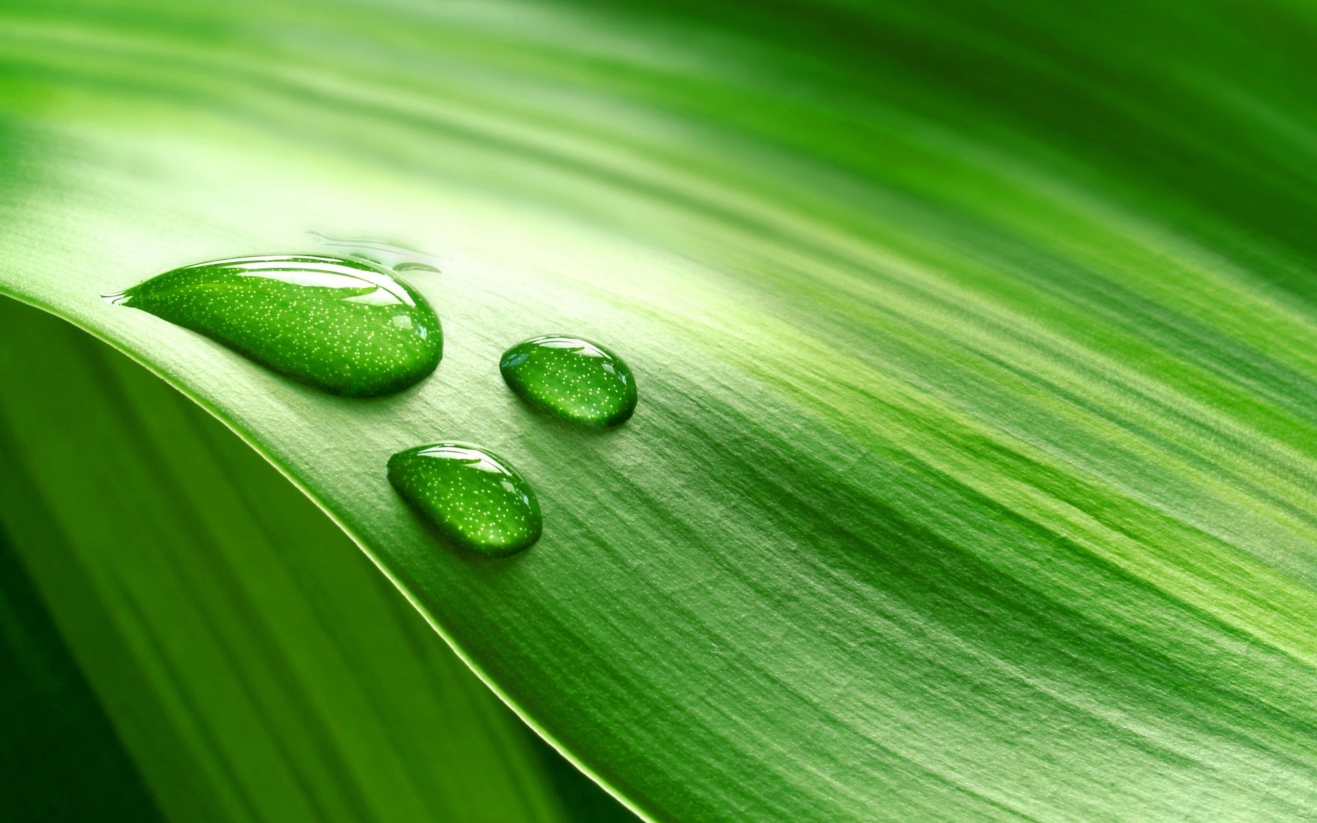 hoja macro gotas de agua verde