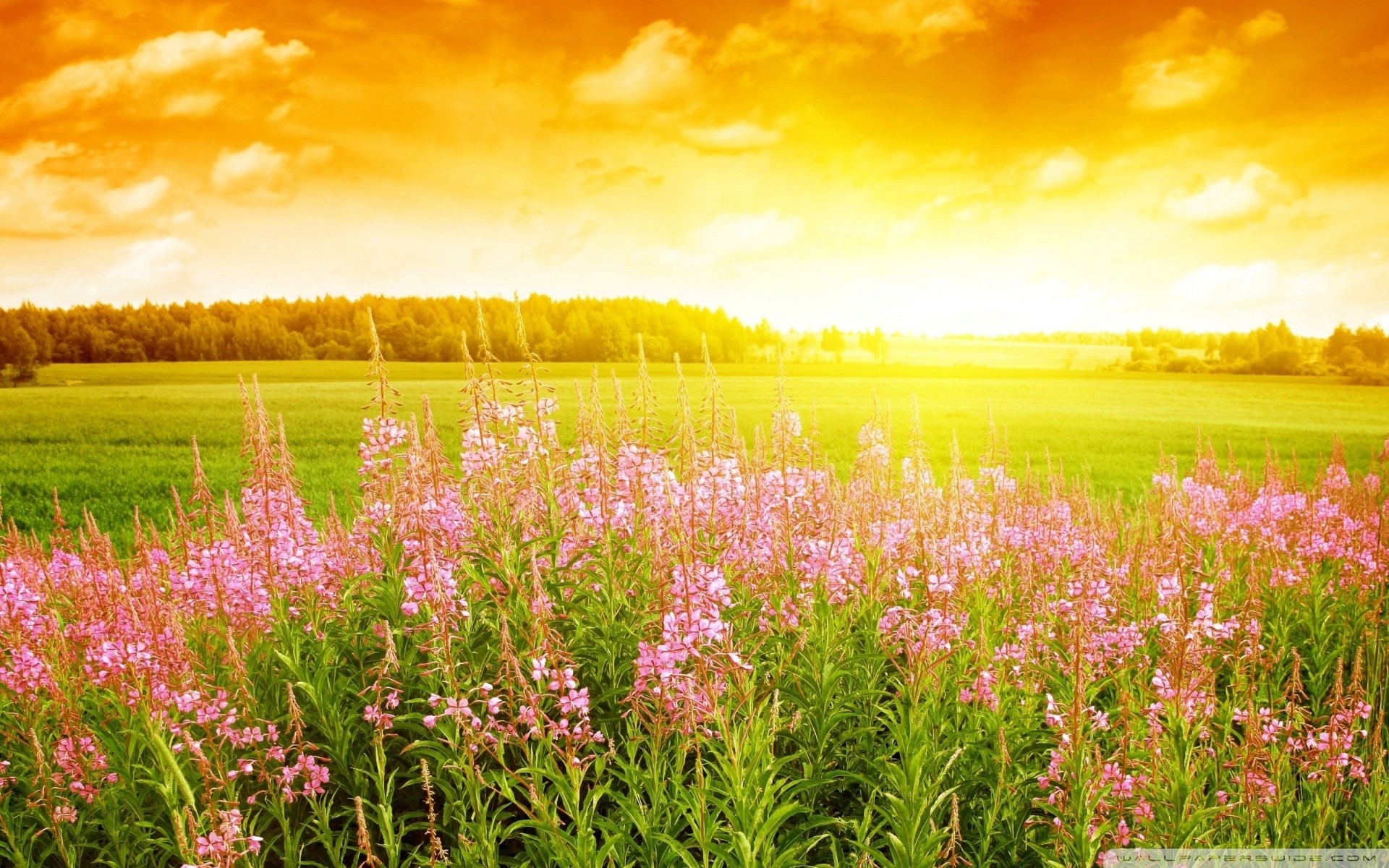 paysage été fleurs nature