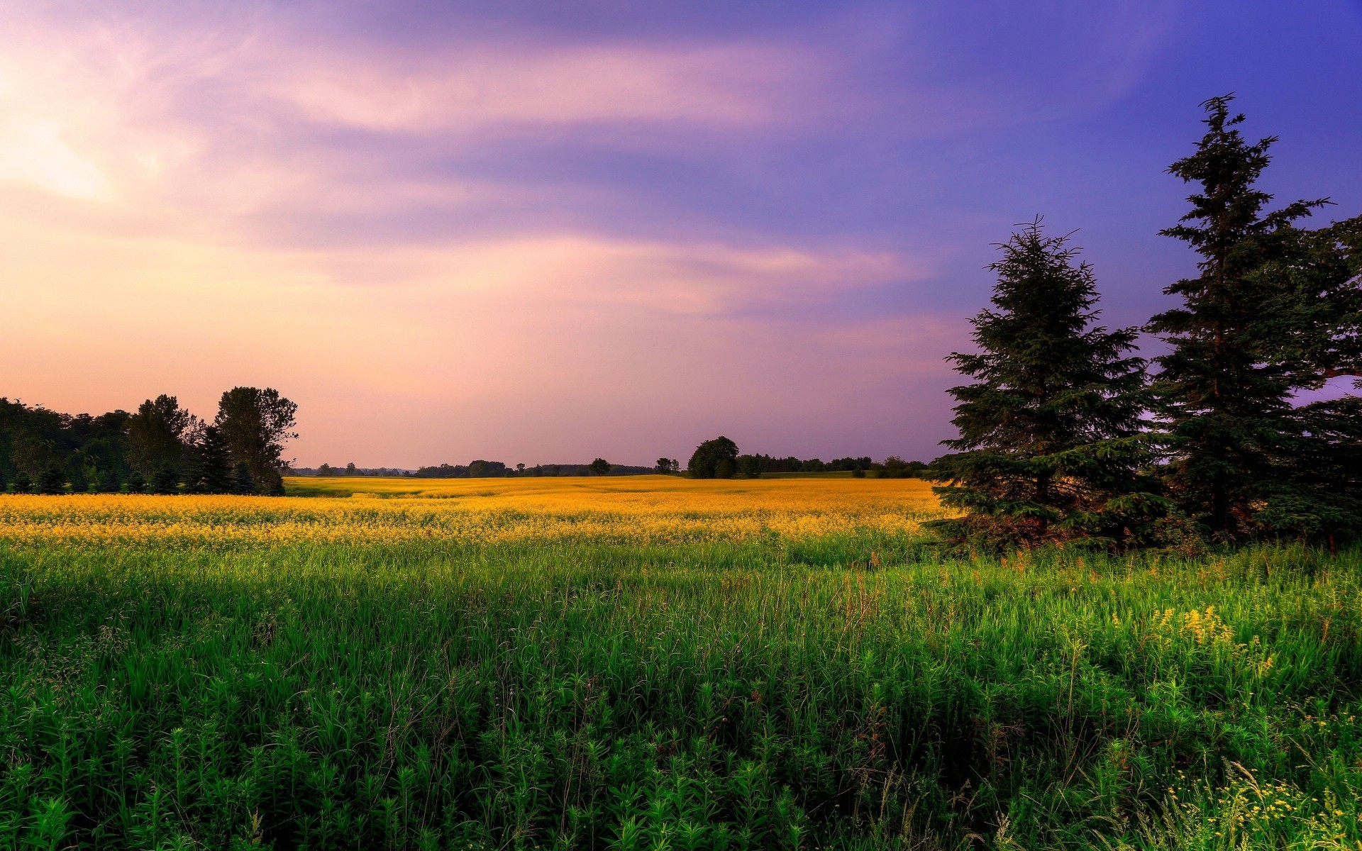 jungtier gras sommer blumen himmel schattierungen feld lila