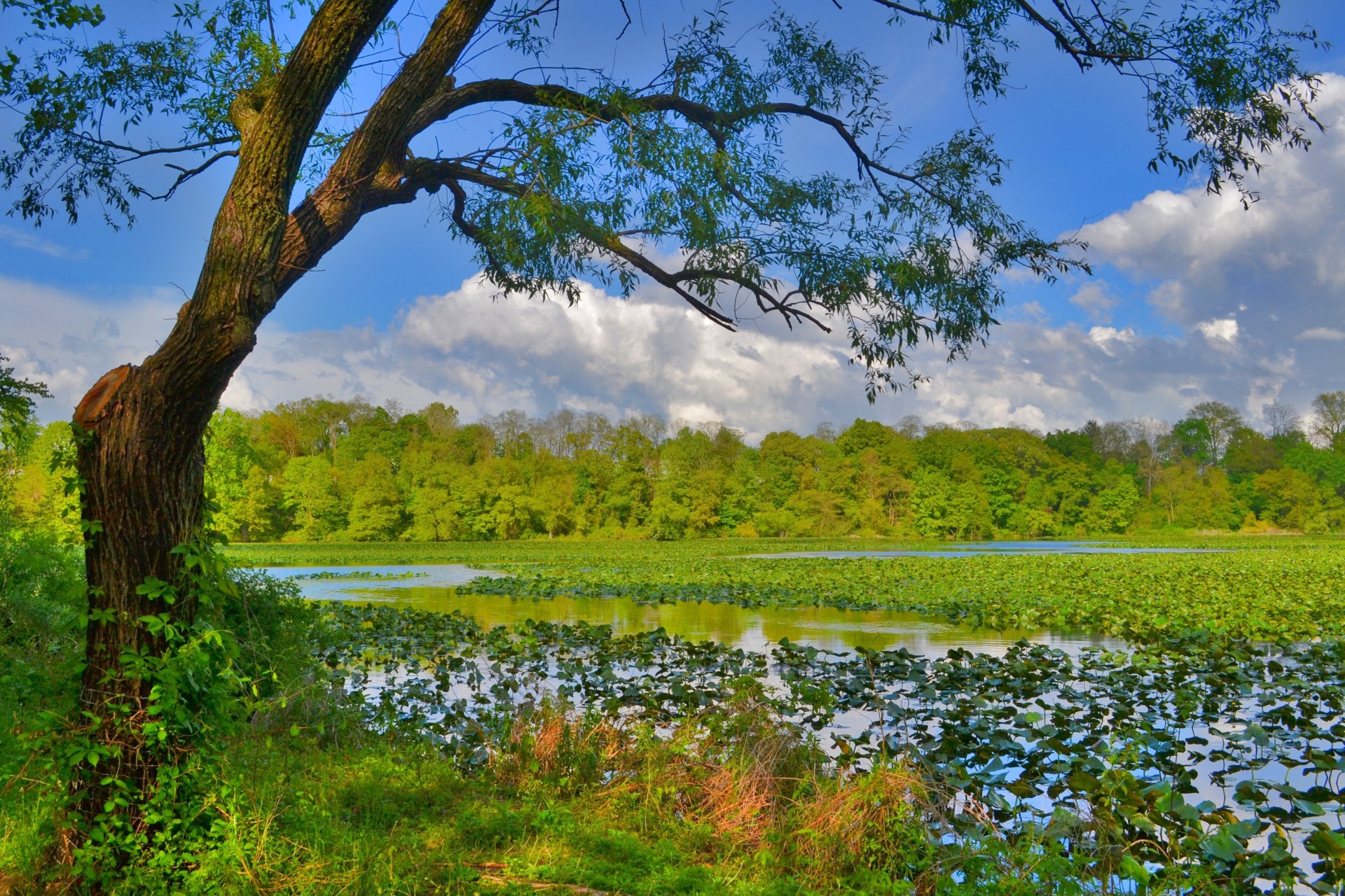 paysage verdure arbre étang arbres herbe forêt ciel