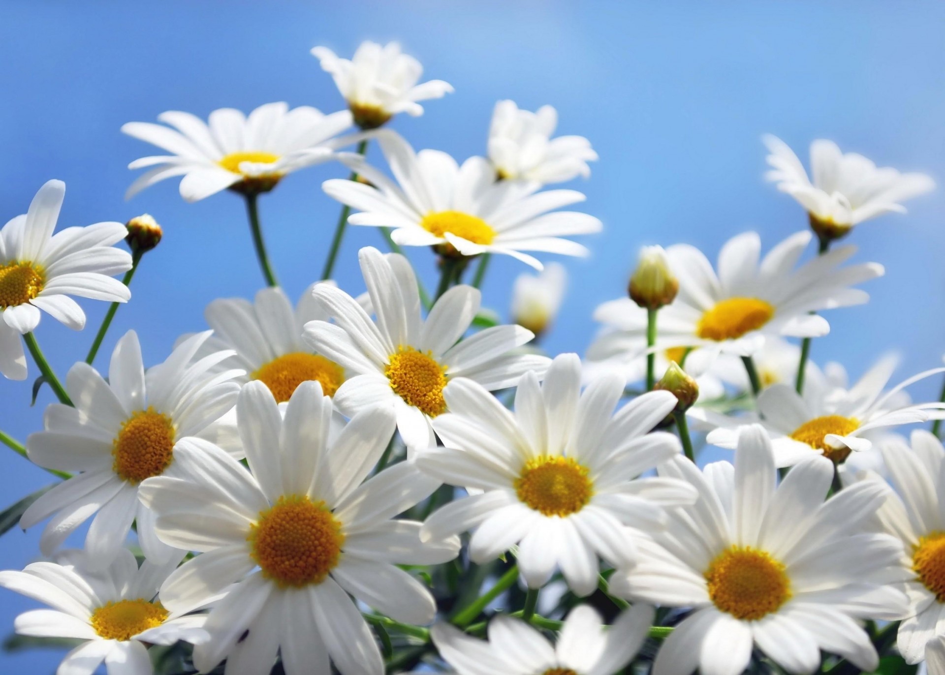 gänseblümchen himmel blumenstrauß makro blumen