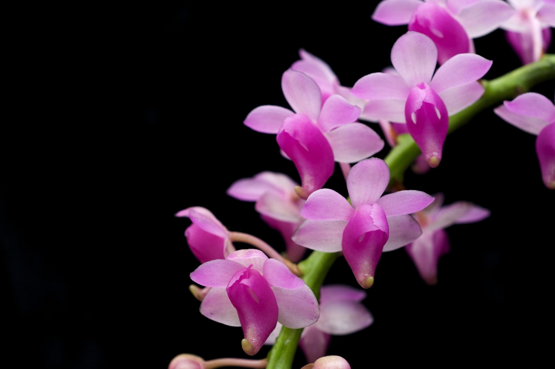 schwarzer hintergrund orchidee zweig