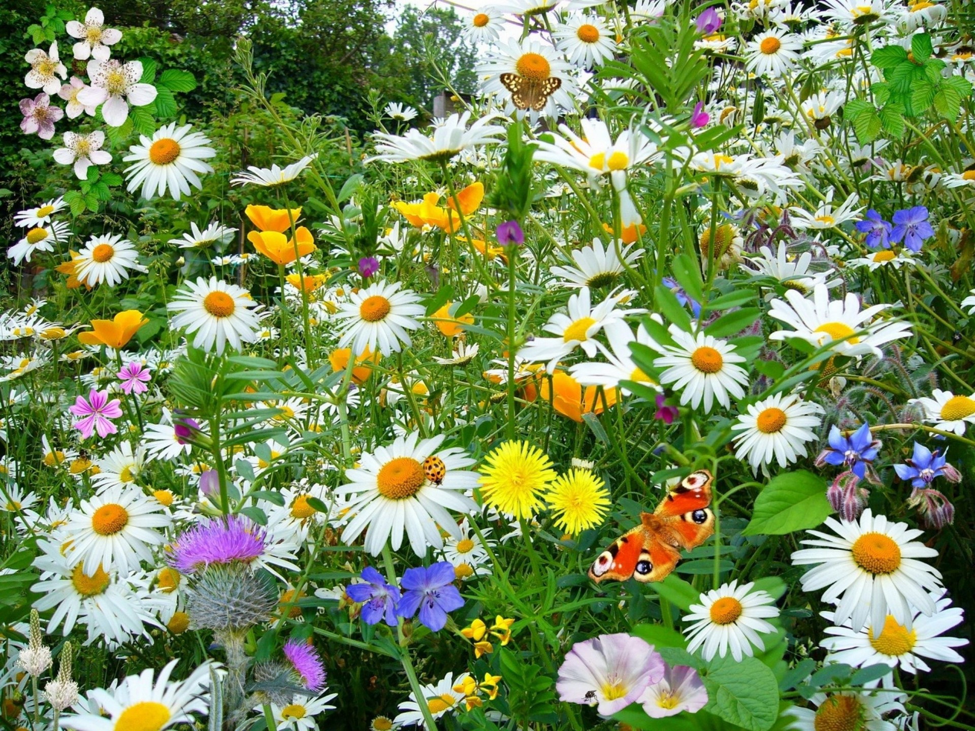 gänseblümchen schmetterlinge schönheit blumen