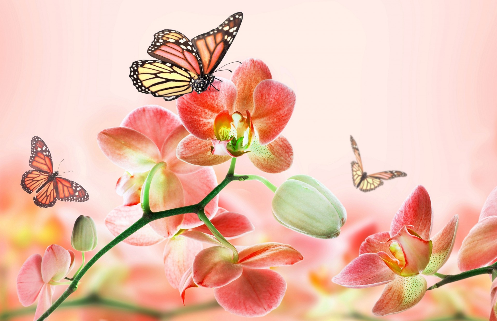 mariposas flores primavera fondo rosa photoshop precioso orquídeas