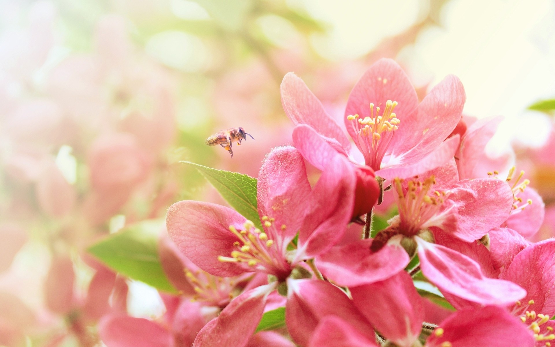 bäume blumen bienen makro frühling insekten