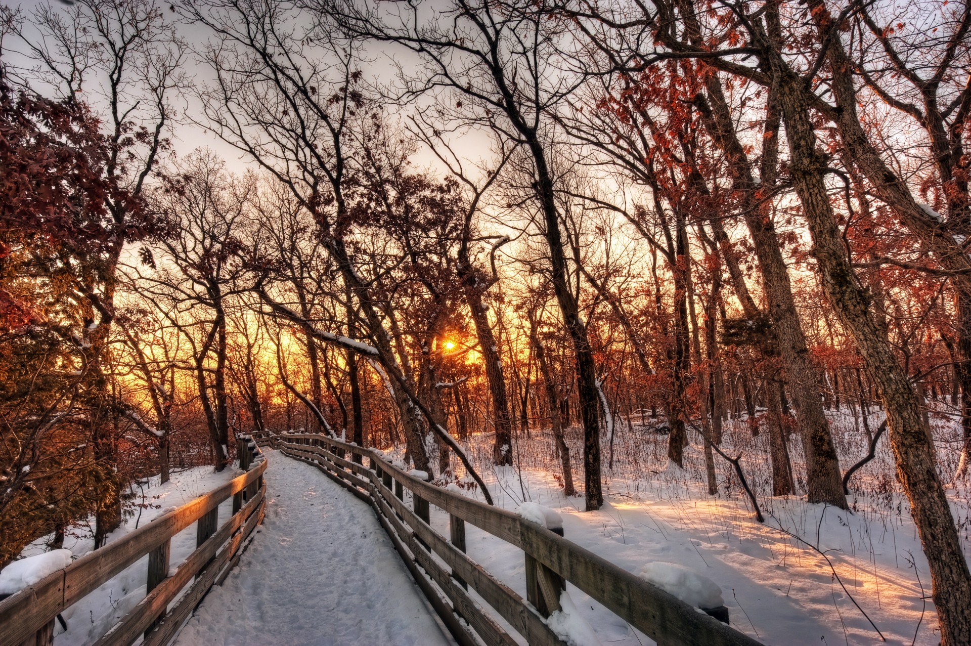 cielo tramonto bello nuvole foresta bello inverno neve natura alberi paesaggio palme sentiero paesaggio bianco sole fresco