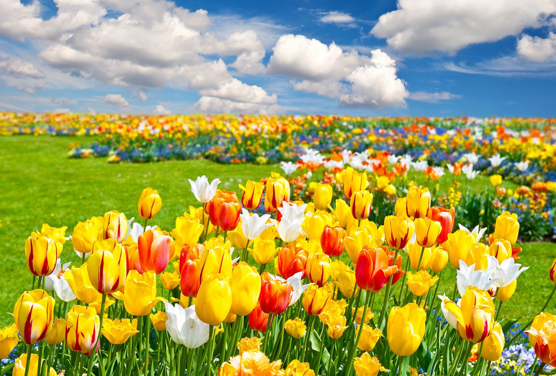 campo paesaggio natura fiori tulipani