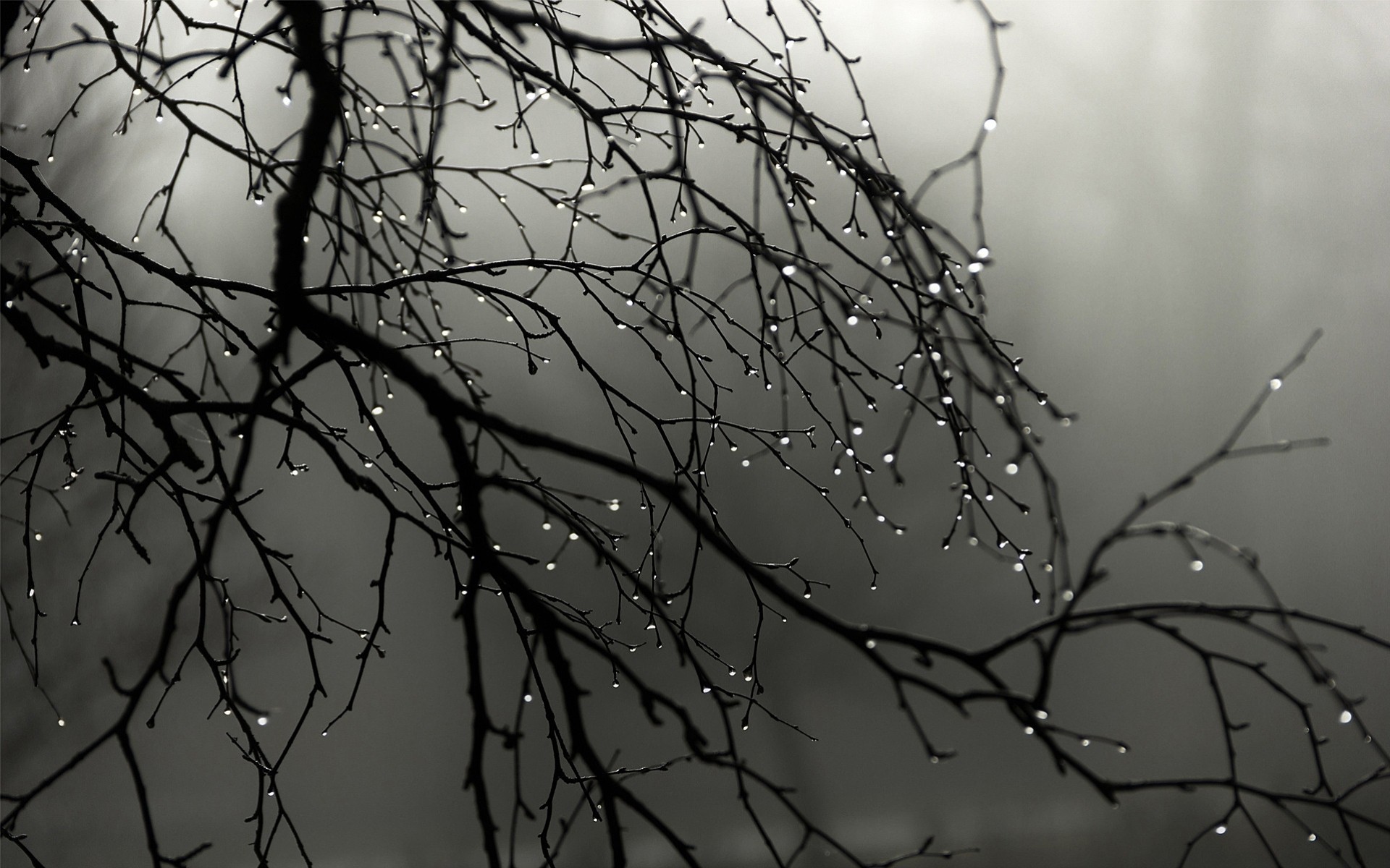 water droplets spring tree