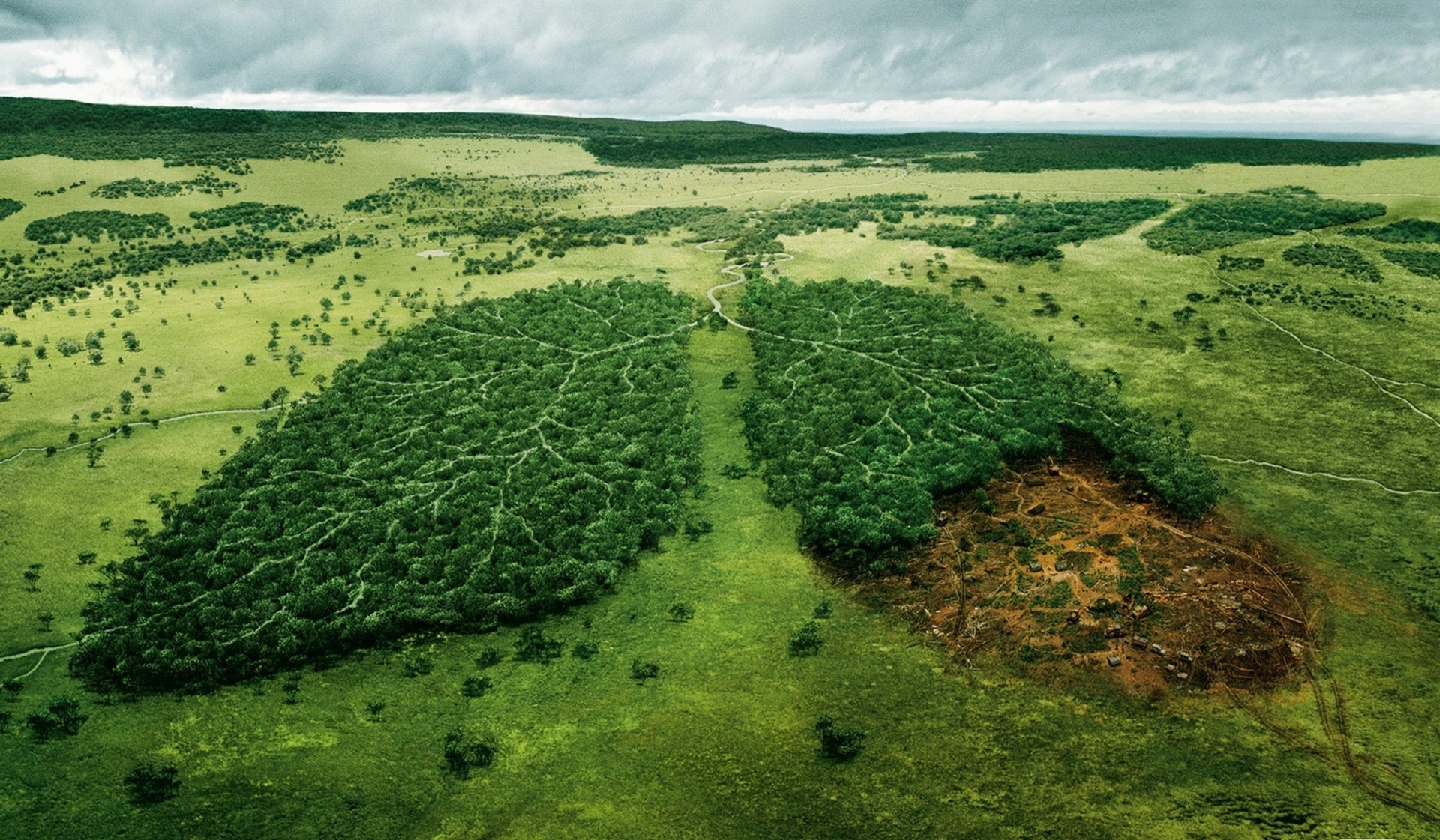 fun damage cut lightweight smoking tree forest