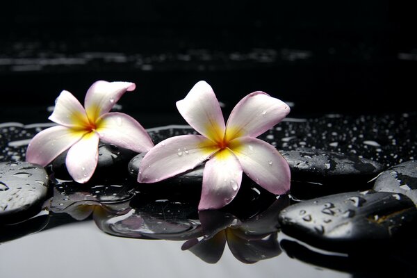 Flowers on black damp stones