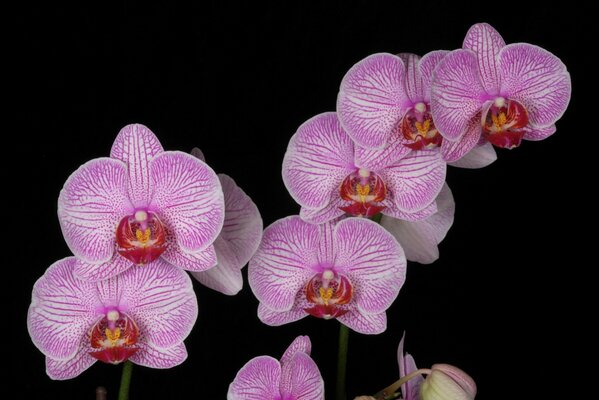 Zweig der rosa Orchidee auf schwarzem Hintergrund