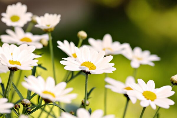 Zarte Gänseblümchen auf einem Feldhintergrund