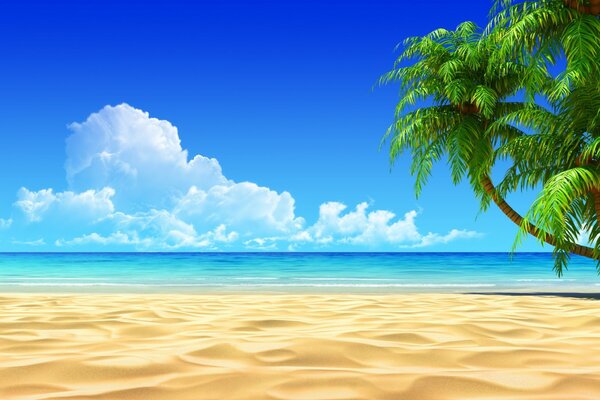 Plage tropicale de sable blanc et de palmiers