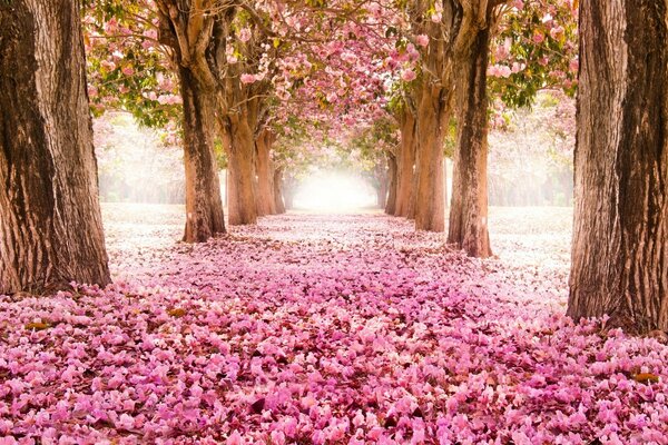 Beautiful alley in spring