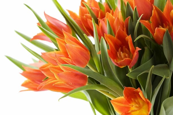 Frühlingssträuße von orangefarbenen Tulpen