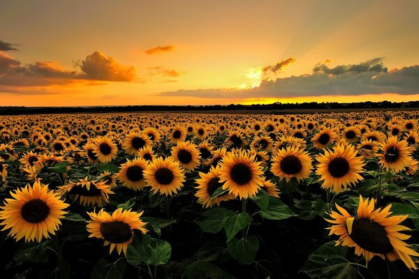 Sunflowers at the endless sunset